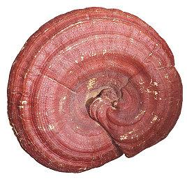 收购潮下 万代正努力确保IP和工作室的安全